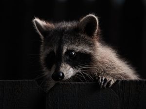 Crottes d’animaux nocturnes