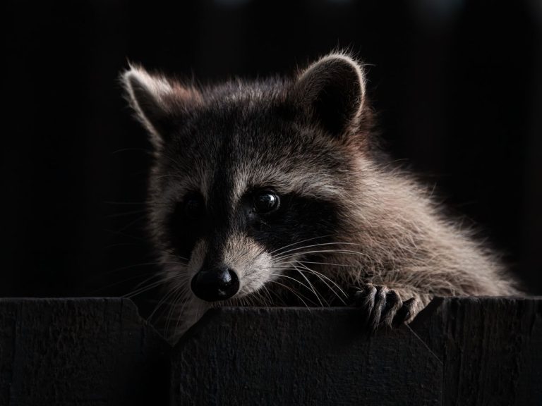 Crottes d’animaux nocturnes