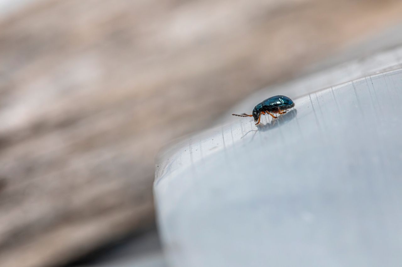 Petite bête noire dans la maison